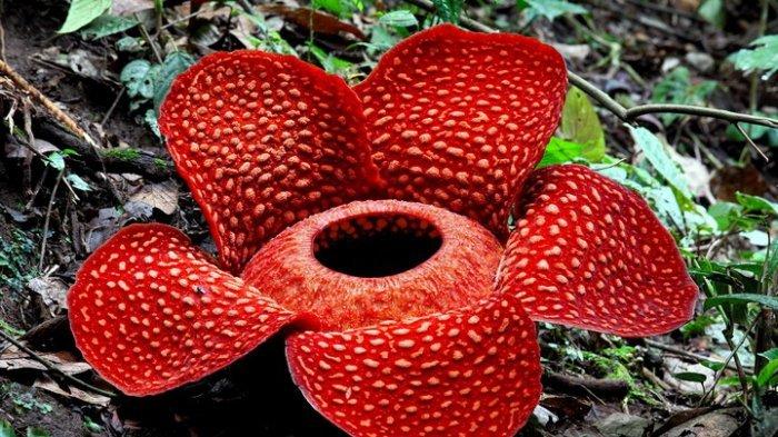 Bunga Raflesia Arnoldi