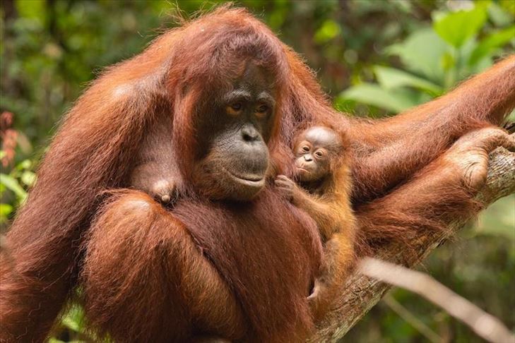 Orang Utan Sumatera